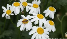 Tanacetum corymbosum