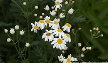 Tanacetum corymbosum