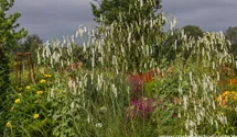Sanguisorba tenuifolia 'Alba'