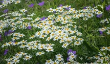Tanacetum corymbosum