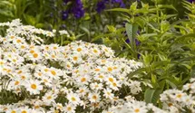 Tanacetum corymbosum