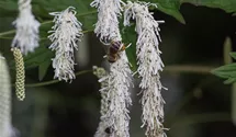 Sanguisorba tenuifolia 'Alba'