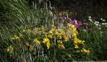 Sanguisorba tenuifolia 'Alba'