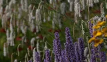 Sanguisorba tenuifolia 'Alba'