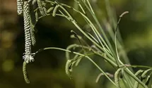 Sanguisorba tenuifolia 'Alba'