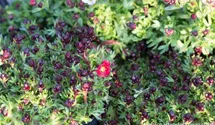 Saxifraga x arendsii 'Highl.Red Shades'