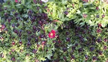 Saxifraga x arendsii 'Highl.Red Shades'