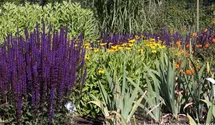 Salvia nemorosa 'Caradonna'
