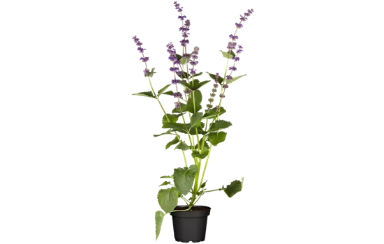 Quirlblütiger Garten-Salbei 'Endless Love'®