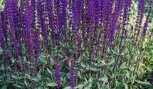 Salvia nemorosa 'Caradonna'