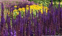 Salvia nemorosa 'Caradonna'
