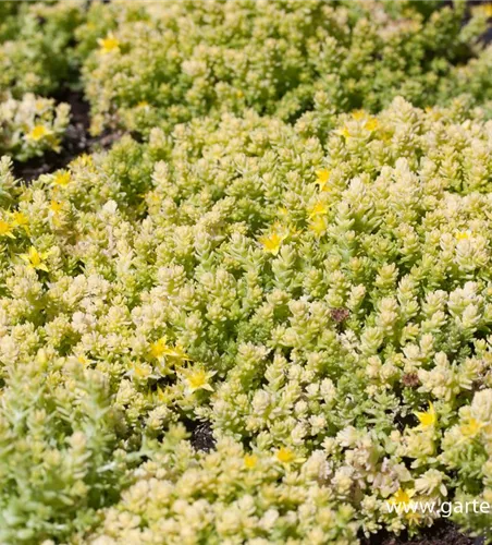 Sedum acre 'Aureum Gold'