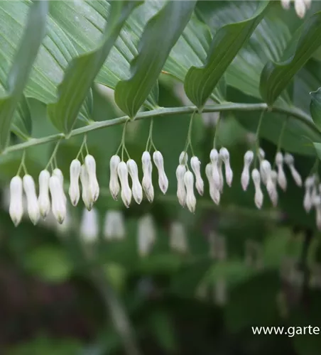 Zweiblütiges Salomonssiegel