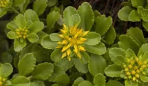Reichblühendes Teppich-Sedum