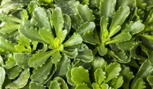 Reichblühendes Teppich-Sedum