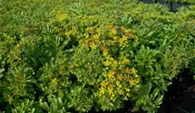 Reichblühendes Teppich-Sedum