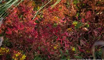 Reichblühendes Teppich-Sedum