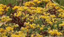 Reichblühendes Teppich-Sedum