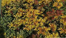 Reichblühendes Teppich-Sedum