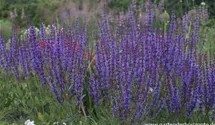 Salvia nemorosa 'Dear Anja'