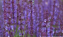 Salvia nemorosa 'Dear Anja'