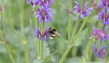 Salvia nemorosa 'Dear Anja'
