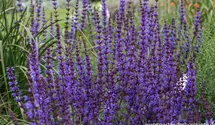 Salvia nemorosa 'Dear Anja'