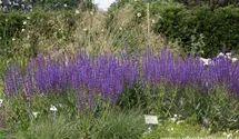 Salvia nemorosa 'Dear Anja'