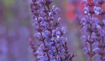 Salvia nemorosa 'Dear Anja'