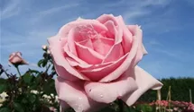 Rosa 'Frederic Mistral'®