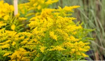Solidago 'Strahlenkrone'