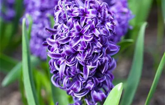 Hyazinthe 'Blue Pearl'