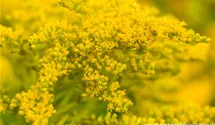 Solidago 'Strahlenkrone'