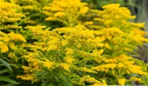 Solidago 'Strahlenkrone'