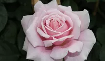 Rosa 'Frederic Mistral'®
