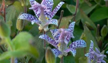 Tricyrtis hirta