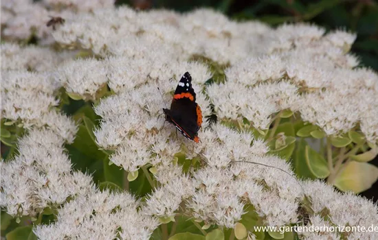 Prächtiges Garten-Fettblatt 'Iceberg'
