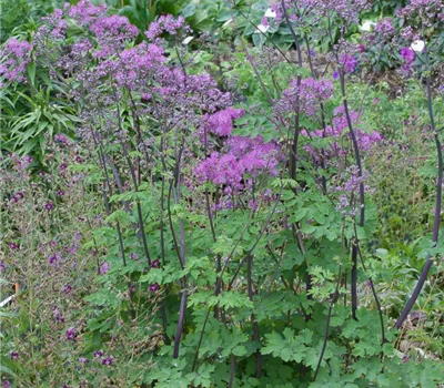 Akeleiblättrige Wiesenraute 'Black Stockings'