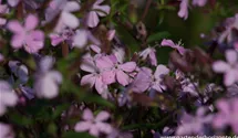 Saponaria sicula var intermedia