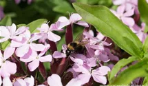 Saponaria sicula var intermedia