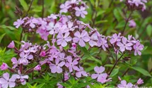 Saponaria sicula var intermedia