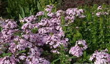 Saponaria sicula var intermedia