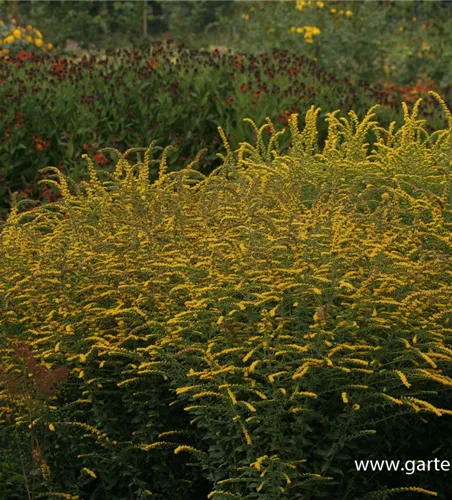 Solidago rugosa 'Fireworks'