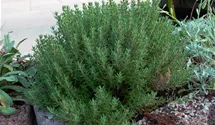 Thymus vulgaris 'Compactus'