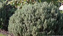 Thymus vulgaris 'Compactus'