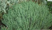 Thymus vulgaris 'Compactus'