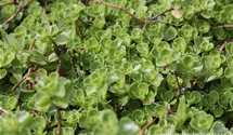 Sedum spurium 'Album Superbum'