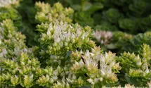 Sedum spurium 'Album Superbum'
