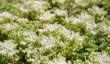 Sedum spurium 'Album Superbum'