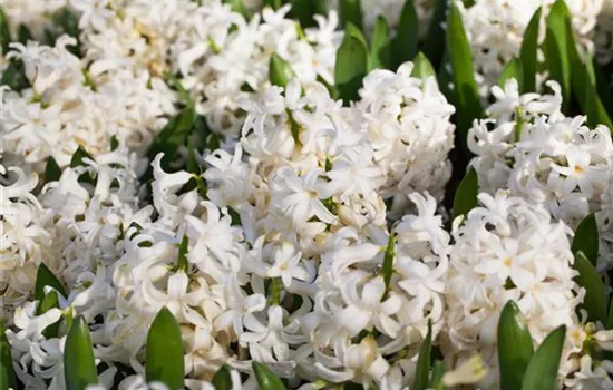 Hyazinthe 'White Pearl' - 5 Blumenzwiebeln